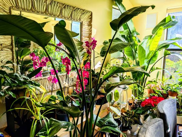 A Plethora of Pretty Plants, starting @ $5 1