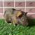 Guinea pig Female (Savethepetz) 6 thumbnail