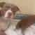 Puppy is looking for new home 6 thumbnail