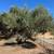 Mature olive tree 1 thumbnail