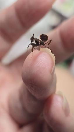 Mantis fantasma (Copperas Cove)63839343685123121