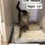 Cats looking for good homes 2 thumbnail