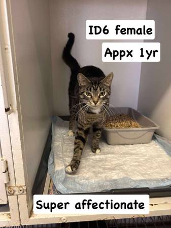 Cats looking for good homes (Mt Vernon IL)63688376565633122
