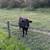 Belfair (Jersey x Dexter) heifer — your future family milk cow! 1 thumbnail