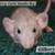 Rats 13 thumbnail