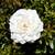 White Dwarf Roses - Perennial - 1 Plant 2 thumbnail