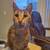 Need to re-home my beautiful Savannah Cat 2 thumbnail