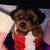 Adorable Yorkie Terrier Puppies – Ready for Christmas! - Small 2 thumbnail