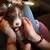 Akc standard Australian sheperds 8 thumbnail