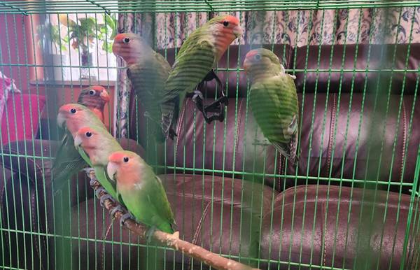 Lovebirds $55 cada uno63859316267521121