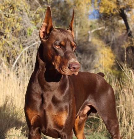 Majestic Red Doberman (Culver City)