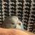 Birds 5 thumbnail