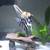 Tropical Angelfish Breeding Pairs 10 thumbnail