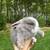 Baby holland lop bunnies 2 thumbnail