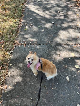 Rehoming 6 year old female pomeranian 1