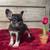 French bulldog puppies 6 thumbnail