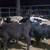 Cattle/ 5 Heifer Feeder Calves @@@@@@@@@@@@@@@@@@ 2 thumbnail