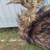 3 Feet Tall PLUSH EMU 4 thumbnail