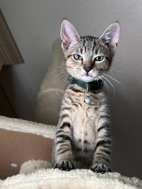 Female tabby needs new home. 1
