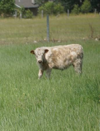 Galloway Steer 1