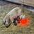 Mangalitsa Pigs for sale 1 thumbnail