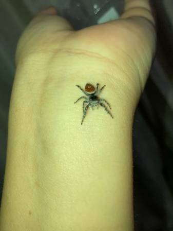 Mascotas amigables araña (El Monte)63867198060929120