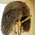 Ak Full Fur Beaver Hat 1 thumbnail
