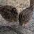 Pullets, Quail, Red Wigglers, Pigeons 4 thumbnail