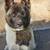AKC female akita pup 1 thumbnail
