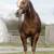 Stud Service: AQHA Palomino Shining Spark 6 thumbnail
