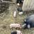 Piglets for sale 1 thumbnail