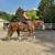 Bombproof, Beginner Safe Paint Horse Gelding for Sale 1 thumbnail