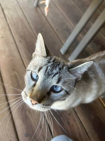 Lost Cat Siamese/Tabby (Floral Ave)64146954633601121