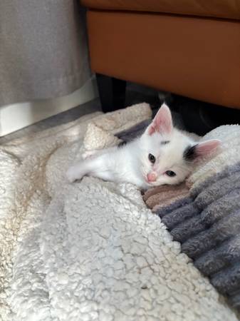 Kittys63911483553923120