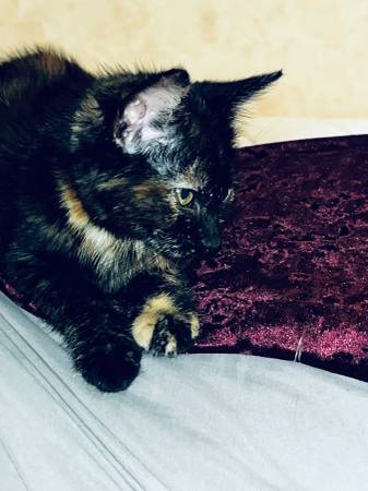rehoming (chico)63972435151490120