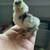 silkie chicks 1 thumbnail