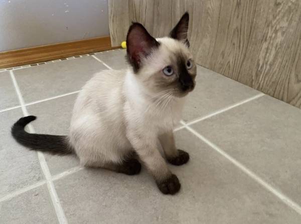 Sealpoint Siamese 1
