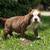 Exotic bully 12 thumbnail