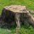 Bay Area Tree Service, Trimming, Removal - $25 Off Coupon! 6 thumbnail
