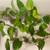 Lot of 12 Devils Ivy Golden Pothos Plants 12 Bottles Dozen 3 thumbnail