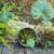 Elephant ear  plants 7 thumbnail