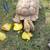 Sulcata  tortoises 3 thumbnail