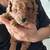 Tiny toy poodle 1 thumbnail