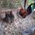 Old English Mini Game Bantam Chicken Pair and cage. 2 thumbnail