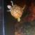 Red ear slider morphs 4 thumbnail