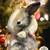 The best bunnies in New England! 5 thumbnail