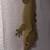 Geckos 3 thumbnail