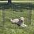 Folding dog playpen 2 thumbnail