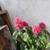 ONE 6-7"" PINK BRAZILIAN PLUM FLAMINGO FLOWER PLANT-READ DESCRIPTION 1 thumbnail