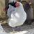 Cold hardy hens Chicks chickens pullets all female almost laying eggs 10 thumbnail
